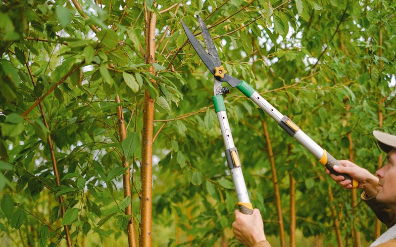 Tree trimming in Wisconsin Rapids, WI